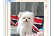 如何训练狗狗不乱大小便（正确训练可以让狗狗不怕被打）