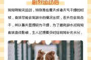 狗鼻子肿大的原因及处理方法（探究狗鼻子肿大的常见原因及相应处理措施）