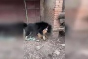藏獒VS比特犬（两个顶级犬种的对比与探讨）