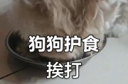以泰迪狗的健康饮食（为你的泰迪提供营养和美味的水果选择）