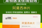 狗狗泰迪咳嗽的原因及治疗方法（了解泰迪咳嗽的相关知识，有效缓解狗狗的不适感）
