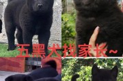 2个月大奶狗的喂养指南（了解如何为你的2个月大狗狗提供适当的营养和关爱）
