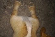 狗狗背毛为何变粗？（探究狗狗背毛变粗的原因及解决方法）