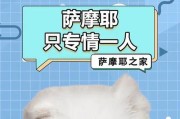 萨摩耶犬（探讨萨摩耶犬与主人的情感绑定及时间需求）