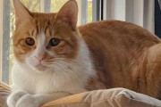 探寻橘猫世界的多样性（不同品种下的橘猫魅力无限）