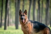 德国牧羊犬饲养全攻略（打造健康、忠诚、优秀的好伙伴）