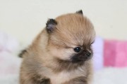 如何判断你家博美犬的智商高低？（揭秘博美犬的智商表现和评估方法，让你更了解你的爱宠）