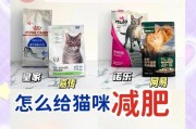 如何给猫咪减肥？四种有效方式帮助猫咪恢复健康体重（为你的猫咪提供适当的饮食和运动，使其减肥健康）