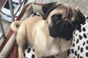 巴哥犬的疫苗接种计划（1年龄段巴哥犬接种重要疫苗的必要性及注意事项）