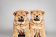 松狮乱吃东西怎么办？（以宠物为主，让松狮健康吃饭！）