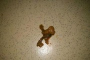 狗狗拉屎后隔多久拉第二次？（探究狗狗的排便频率及相关因素）