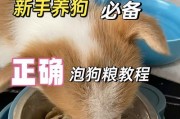 小狗狗粮泡多久最合适？（探究小狗狗粮泡浸的最佳时间）