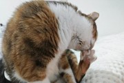 猫咪为什么喜欢喝脏水？（揭秘猫咪喜欢喝脏水的原因及如何保障其饮水健康）