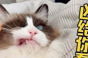 猫咪的胡须之谜（解析猫咪胡须的作用及进化）