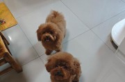 狂犬疫苗后多久能洗澡？（洗澡时间和注意事项，）
