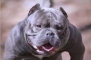 恶霸犬是否属于大型犬？（解析恶霸犬的体型和特点）