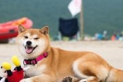 如何科学饲养你的柴犬（从营养、训练到疾病预防，一起打造健康快乐的柴犬生活）