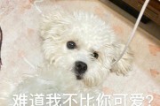 揭秘比熊狗为什么走几步就往下墩（解密狗狗走路时的特殊行为与原因）