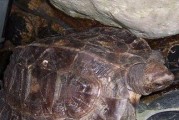 亚洲山龟的饲养方法（详细介绍亚洲山龟的饲养、营养需求及习性）