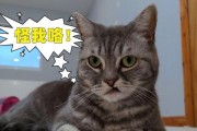 猫咪的天性（探索猫咪眼神的秘密与对视的影响）