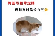 揭秘柯基为什么腰瘦（探寻柯基体型之谜，了解其腰瘦原因）