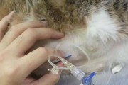 猫腹水的饮食管理与护理（科学饮食）