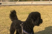 泰迪幼犬断尾的最佳时期（断尾对泰迪幼犬健康的影响及最佳实践方法）