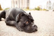 八哥犬不能吃咸的原因及影响（为什么八哥犬不能以咸食为主？）