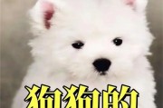 揭秘狗狗哈气的真正原因（解读狗狗哈气的几个含义及其背后的意义）