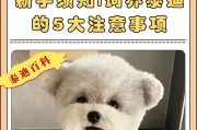 泰迪三个月的关注重点（宠物泰迪养护全攻略，让你的狗狗健康成长）