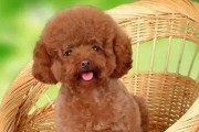 贵宾犬与泰迪的区别（了解贵宾犬和泰迪的区别，为你的宠物选择提供指引）