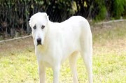 俄罗斯南部牧羊犬的饲养方法（让你的犬只健康成长）