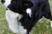 探秘牧羊犬的独特性格（忠诚、智慧与勤奋的天性）
