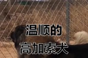 9大巨型犬（探索世界上最大的犬类，它们的独特品质和可爱个性）