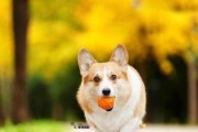 柯基犬的最佳饮食选择（营养均衡的饮食是柯基犬健康的关键）