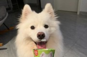 萨摩耶犬的健康饮食指南（探索萨摩耶犬喜欢的6种食物）