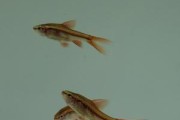 樱桃灯鱼的饲养方法（打造高品质水族馆，享受优雅水生活）