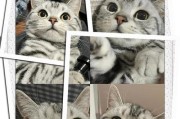 宠物猫的疫苗注射是必须的（保护猫咪免受疾病侵害的关键——疫苗注射）
