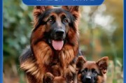如何为养德国牧羊犬准备清水（以宠物为主，让爱与健康同行）