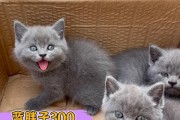 养好一只英短蓝猫的秘诀（从饮食、运动、生活着手，让你的英短蓝猫健康快乐）