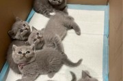 小奶猫何时断奶换猫粮？（猫咪何时可以停止喝母乳，开始吃猫粮？）