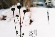 复齿鼯鼠的饲养方法（如何科学养殖复齿鼯鼠，打造健康可爱的萌宠）
