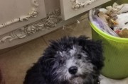 以什么泰迪能反灰？（探索如何避免泰迪犬皮毛变灰的方法）