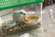 为什么仓鼠喜欢吃？（揭秘仓鼠的饮食喜好）