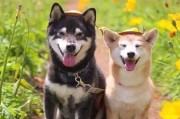 为何柴犬如此抢手？（探究柴犬成为热门宠物的原因与魅力）