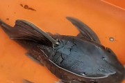 清道夫鱼的食物与生态作用（揭开清道夫鱼的食物来源和独特的生态功能）