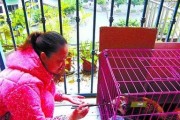 复齿鼯鼠的饲养方法（如何科学养护复齿鼯鼠）