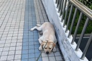 拉布拉多犬拉肚子的原因及处理方法（了解拉布拉多犬拉肚子的常见原因和采取的应对措施）