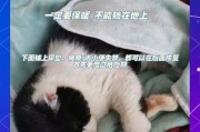 猫咪的危险期和安全保护（掌握猫咪危险期，守护毛茸好伙伴）