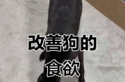 影响狗狗食欲的因素及应对方法（探讨八个影响狗狗食欲的原因，帮助主人正确判断食欲问题）